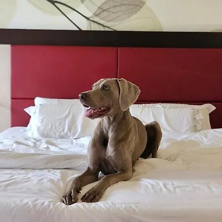 Griso Collection Malgrate