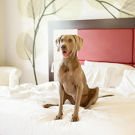 Griso Collection فندق مالغراتي