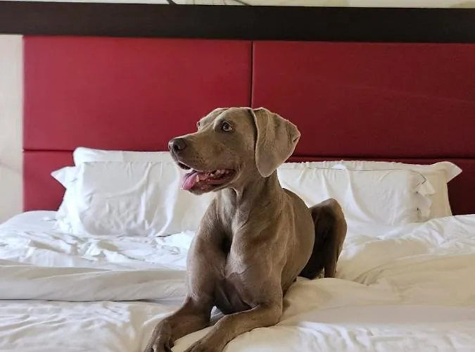 Griso Collection Malgrate